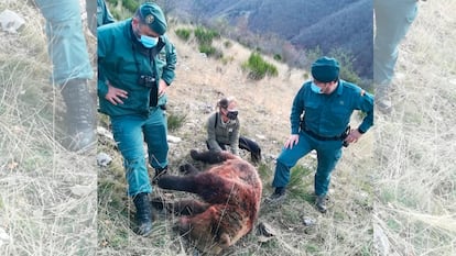 La osa abatida el pasado domingo en una cacería en el parque natural de Fuentes Carrionas, en Palencia.