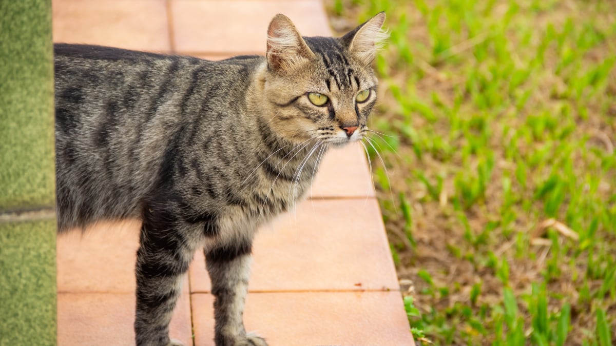 Adiós a que los gatos se cuelen en tu jardín: este es el ahuyentador que está arrasando en Amazon