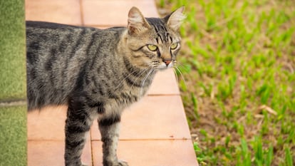 Artigo do EL PAÍS Escaparate descrevendo as vantagens de usar um repelente ultrassônico para gatos em casa.