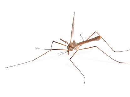 Que no te piquen los mosquitos