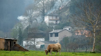 Un toro pasta en la zona de vegetación donde ocurre el incendio del concejo asturiano de Tineo, el viernes.