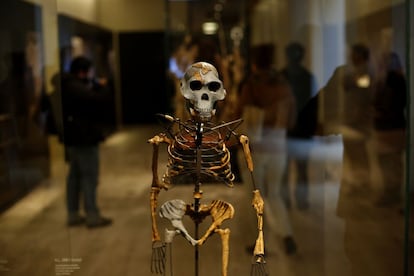 Reconstrucción de 'Lucy' en el Museo Arqueológico Nacional (MAN), en Madrid, un homínido (Australopithecus afarensis) de hace entre 4 y 2,9 millones de años, más reciente en la línea evolutiva que el Ardipithecus ramidus.