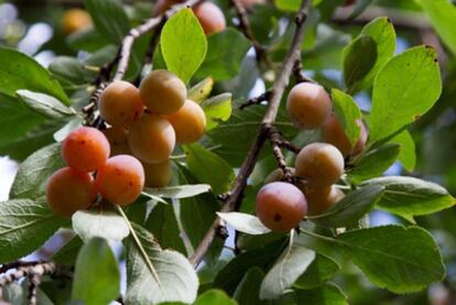 Mirabeles destinados al autoconsumo en una finca de Goián (Tomiño)