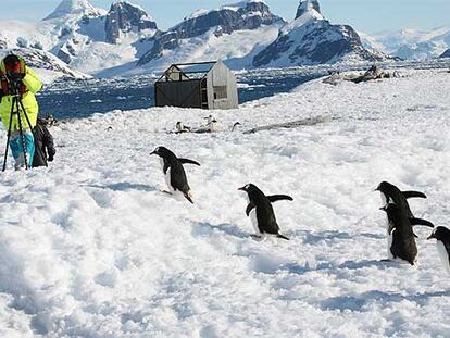 Un grupo de pingüinos papúa en la isla Peterman, cercana al Círculo Polar Antártico y punto más lejano que se suele alcanzar en los viajes organizados.