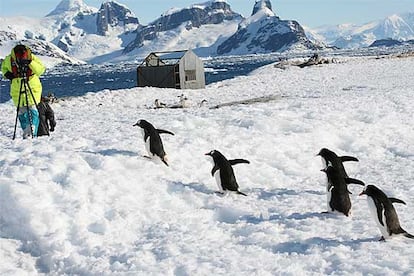 Un grupo de pingüinos papúa en la isla Peterman, cercana al Círculo Polar Antártico y punto más lejano que se suele alcanzar en los viajes organizados.