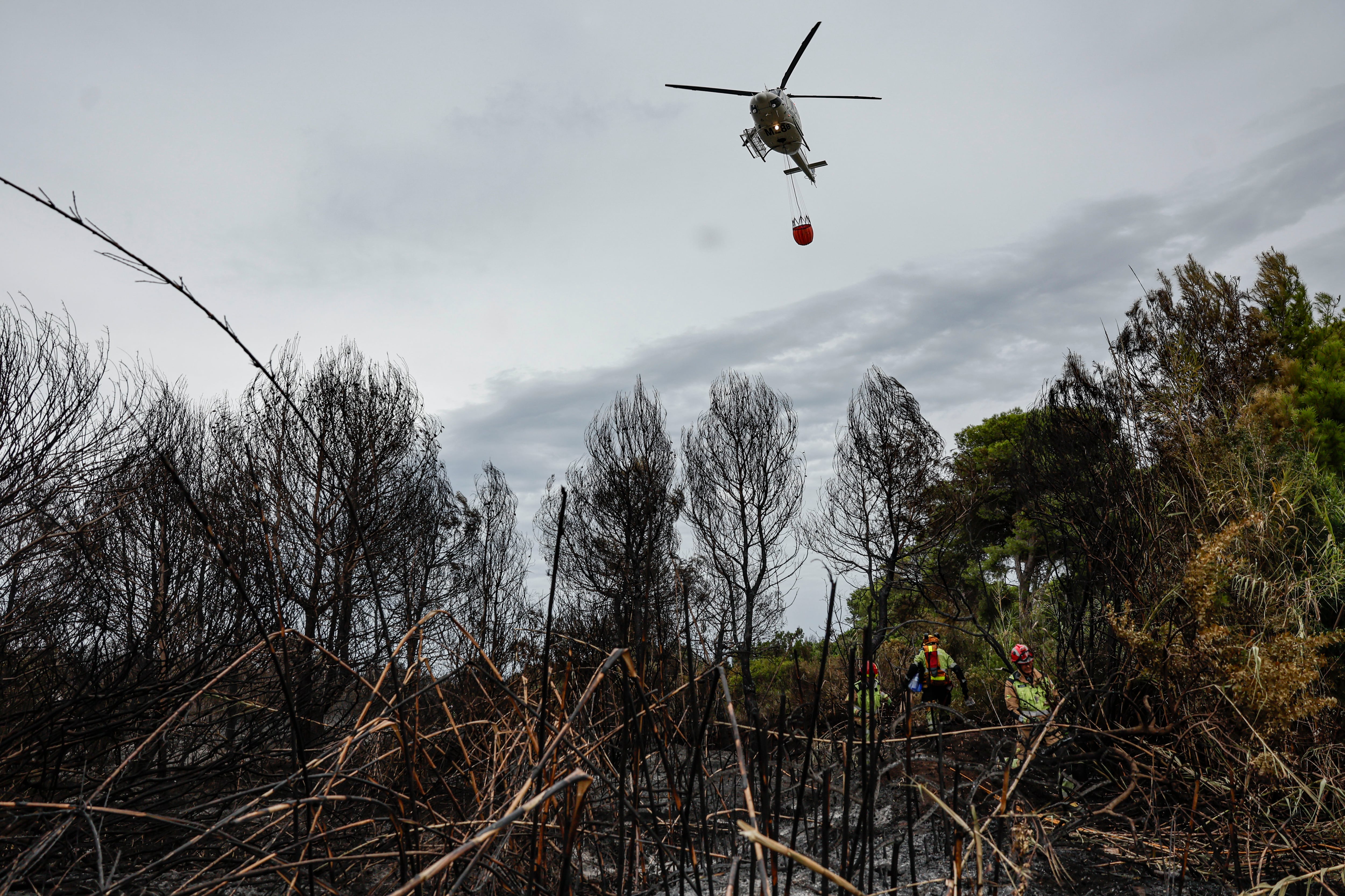 El Saler de Valencia tardará unos 20 años en recuperarse de uno de los peores incendios de su historia