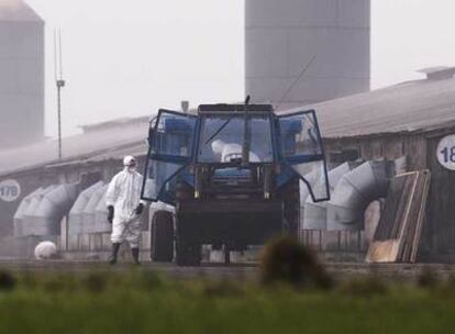 Trabajadores vestidos con trajes protectores durante la limpieza ayer de la granja afectada por la gripe aviar en Holton, al este de Inglaterra.