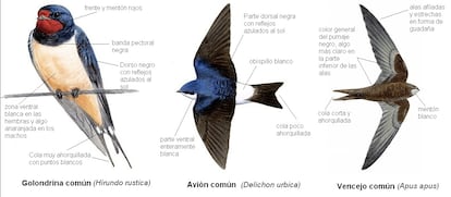 El blog Arevaceos distingue así a golondrinas,  vencejos y aviones, las tres aves mosquiteras que nos visitan en primavera.