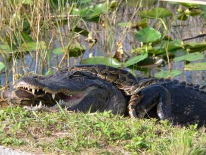 Una pitón y un cocodrilo luchando en los Everglades en 2008.