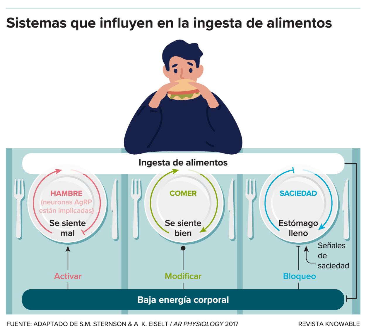 Tres sistemas neuronales diferentes controlan la sensación de hambre y la ingesta de alimentos.