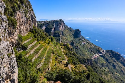 Viñedos de la bodega Marisa Cuomo, en la costa Amalfitana (Italia).