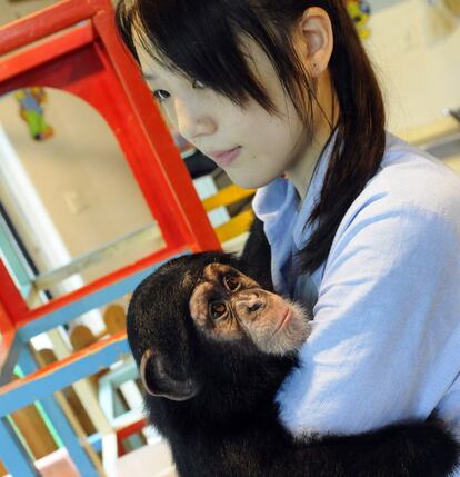 Una joven estudiante de veterinaria cuida de los primates abandonados por sus madres en la guardería del zoo de Shanghái.