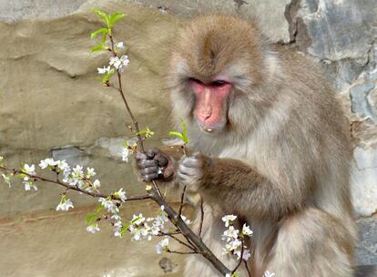 Un macaco japonés come flores de cerezo en el zoo de Tokio. Los brotes y las flores son su comida favorita.