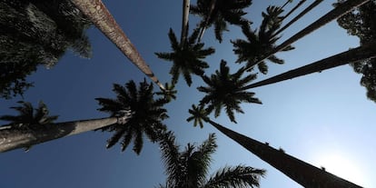 Jardín Botánico de Río de Janeiro, declarado Patrimonio Histórico Nacional.