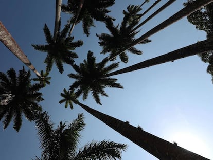 Jardín Botánico de Río de Janeiro, declarado Patrimonio Histórico Nacional.