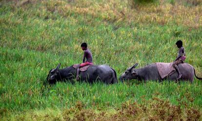 Unos niños montan en búfalos en un campo de arroz en las afueras de Gauhati, India.
