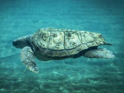 Una de las tortugas boba de L'Oceanogràfic de Valencia en septiembre de 2019.