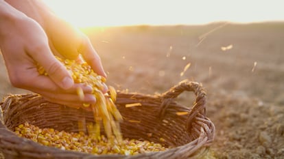 Farmer with corn seeds in basket