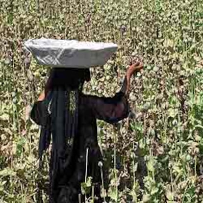 Una mujer recoge las cápsulas de la amapola del opio en una plantación cercana a Jalalabad.