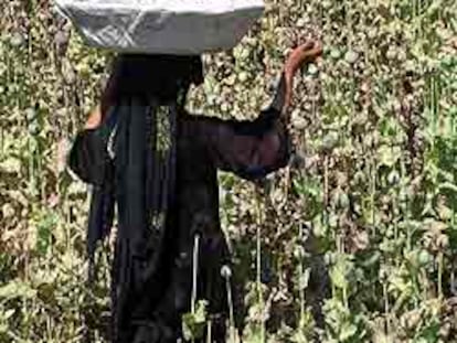 Una mujer recoge las cápsulas de la amapola del opio en una plantación cercana a Jalalabad.