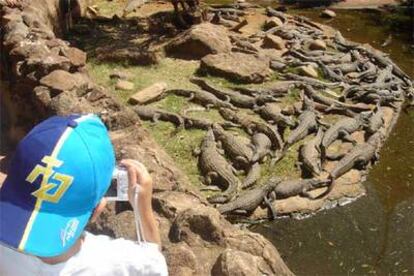 Un niño observa y retrata a los animales de uno de los estanques de la granja de los cocodrilos, en Sun City (Suráfrica).