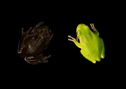On the right, an Eastern San Antonio frog from beyond the exclusion zone. On the left, the same species, captured in Chernobyl inside the high-contamination zone, near Reactor Number 4.