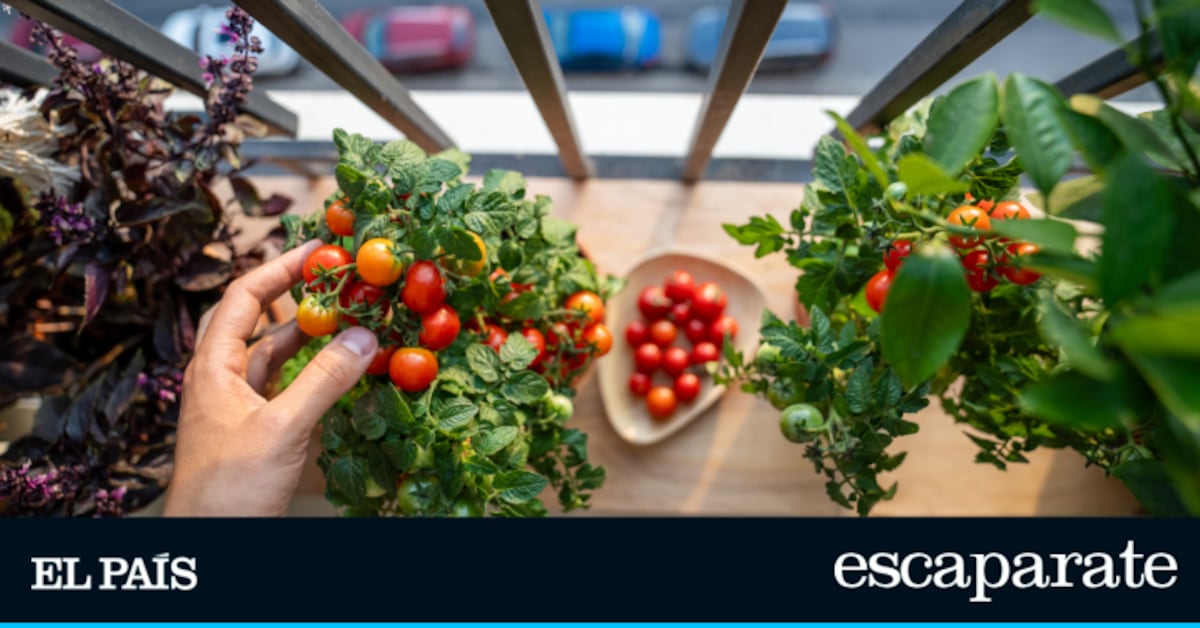 El set de semillas de tomate ecológicas con 10 variedades para cultivar fácilmente en tu jardín o balcón