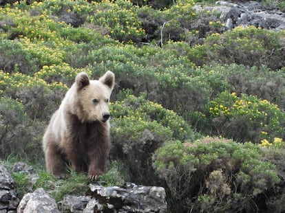 Oso pardo cantábrico.