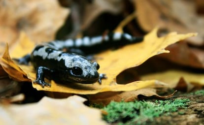 Embora os anfíbios estejam entre os animais mais afetados pela mudança climática, espécies como a salamandra prateada ampliaram sua categoria geográfica graças ao aquecimento.