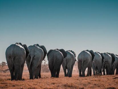 Elefantes no Parque Nacional de Etosha, na Namíbia.