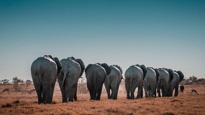 Elefantes en el Parque Nacional de Etosha, en Namibia.