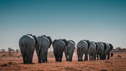 Elefantes no Parque Nacional de Etosha, na Namíbia.