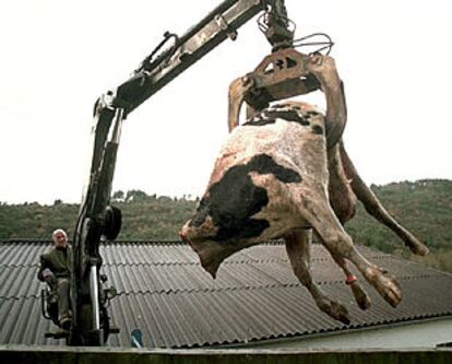 El cadáver de una vaca llegaba a una incineradora de Galicia en 2001.