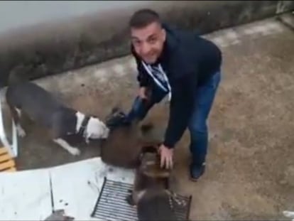 Un hombre azuza a dos perros contra un jabalí en Valencia.