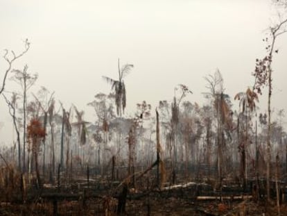 La flexibilización de los controles ambientales con la llegada del actual Gobierno ha acelerado la pérdida de vegetación en la selva