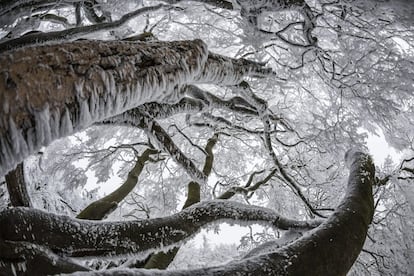 El viento, la nieve y las bajas temperaturas forman estas hermosas estructuras en forma de carámbano en los árboles de la cima de la montaña "Grober Feldberg", en la cordillera de Taunus, en Hesse, Alemania, el 3 de diciembre de 2014.