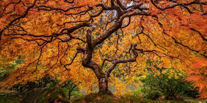 El árbol como quintaesencia del sentido de la vida. Las ramas de este frondoso ejemplar, cuyo color anaranjado delata la llegada del otoño, se despliegan ante nuestros ojos mostrando todo su esplendor. Sus venas, en palabras del fotógrafo Tim Shields, autor de esta imagen.