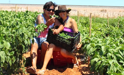 Los propietarios de la empresa Jalape&ntilde;os Tu Gitana en su huerta, en Valencia.