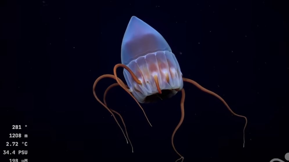La expedición submarina argentina que se ha hecho viral con sus transmisiones en vivo