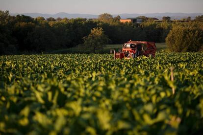 Campo de cultivo en Extremadura.