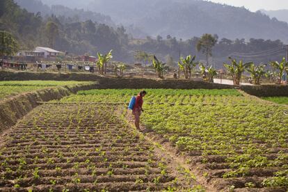 El clima de Nepal, afectado por sequías y monzones, condiciona el trabajo de agricultores que dependen de costosas y contaminantes bombas de agua eléctricas y diésel para regar. 