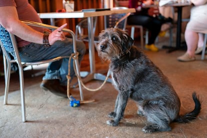 Monty Hobbs gestures towards his dog Mattox on the patio at the Olive Lounge in Takoma Park, Maryland, on May 4, 2023.