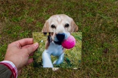 Un perro adulto con la fotografía de cuando todavía era cachorro.