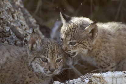 Primeros cachorros de lince nacidos en cautividad en Doñana.