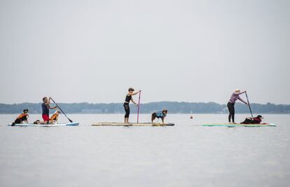 Paddle surf con perros en el lago Wunstorf (Alemania), el 11 de julio de 2019.