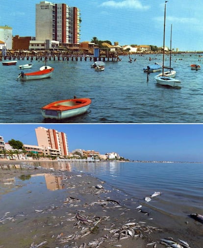 Above, a postcard picture of Villananitos beach in 1974 with Trucharte Castle in the background. Below, dead fish on Villananitos beach on October 13.