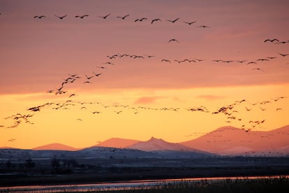 Grullas en la laguna de Gallocanta (Aragón).