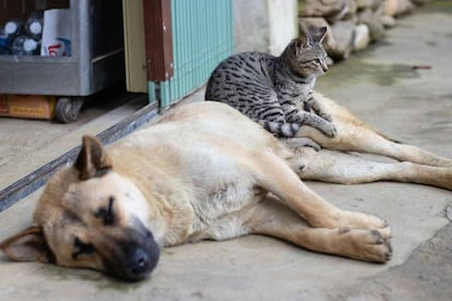 Gato encima de un perro vigilando