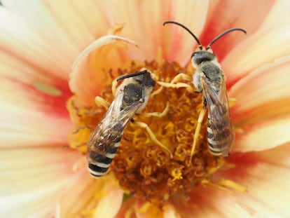 Dos individuos del género Halictus visitando una flor de dalia.