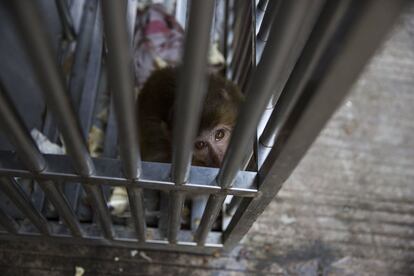 MONG LA, MYANMAR - FEBRUARY 17: A monkey sits in a cage outside a restaurant advertising exotic cuisine on February 17, 2016 in Mong La, Myanmar. Mong La, the capital of Myanmar's Special Region No. 4, is a mostly lawless area where Chinese tourists are able to cross the border for exotic poached animals, gambling, and prostitution. (Photo by Taylor Weidman/Getty Images)
